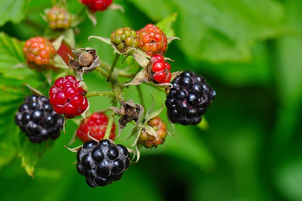 Wild Blackberries