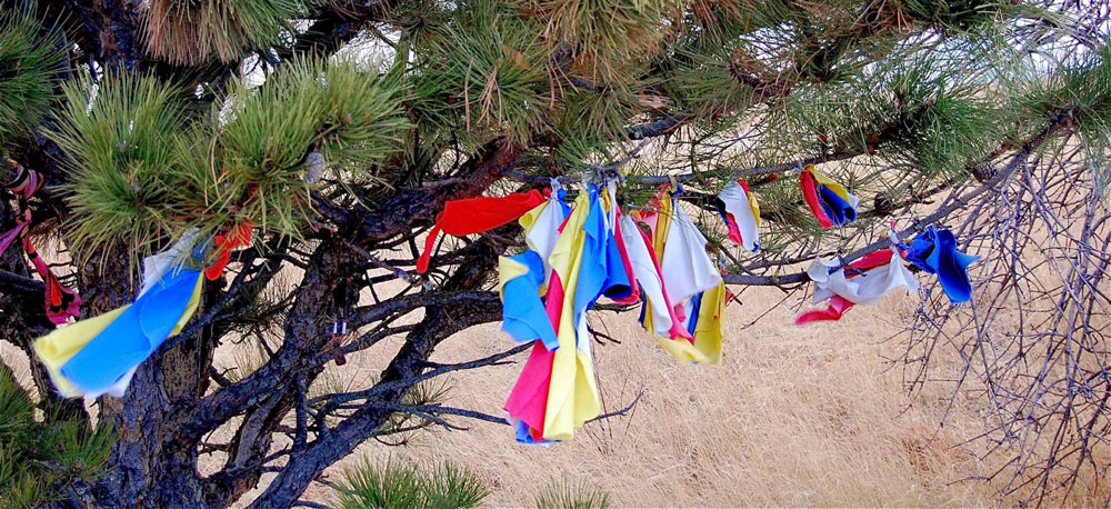 Pine tree with prayer flags.